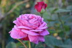 Old Port rose photo