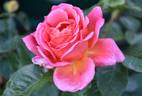 Lady Trent rose photo