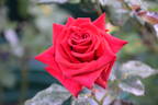Our Sacha rose photo