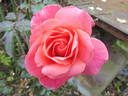 Rainy Day ® rose photo