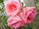 Lawinia rose photo