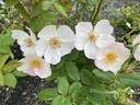 Heavenly Rosalind rose photo