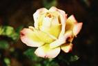 Farah rose photo