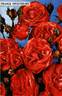 Orange Sweetheart rose photo