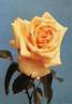 Fred Howard rose photo