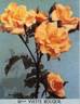 Mademoiselle Yvette Bouquil rose photo