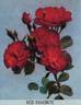 Red Favorite rose photo