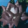 Isabel de Ortiz rose photo
