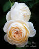 Rose-Marie rose photo