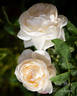 Rose-Marie rose photo