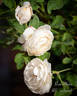 Rose-Marie rose photo