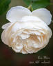 Rose-Marie rose photo