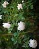 Rose-Marie rose photo