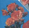 Circus rose photo