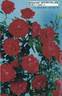 Intervilles rose photo