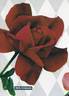 New Yorker rose photo