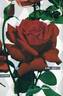 Karl Herbst rose photo