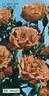 Feu Follet rose photo