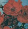 Atlantic ® rose photo