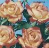 Charleston rose photo