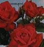 Heidelberg rose photo