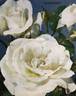 Saratoga rose photo