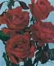Escalade rose photo