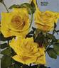 Royal Gold rose photo