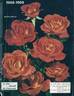 Roman Holiday rose photo