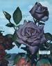 Violaine rose photo