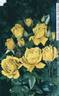Bijou d'Or rose photo