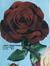 John Armstrong rose photo