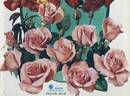 Kalinka rose photo