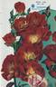 Sarabande rose photo