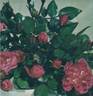 Peon rose photo