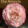 Our Amanda rose photo