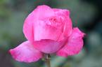 Aquarius rose photo