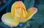 Golden Medallion rose photo