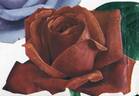 Ajaccio rose photo