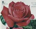 Atoll rose photo