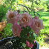 Botanica rose photo