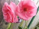 Lawinia rose photo