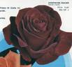 Joséphine Baker rose photo
