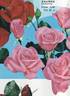 Kalinka rose photo