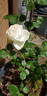 Coeur de Neige rose photo