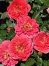 Onward and Upward rose photo