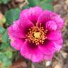 Eyeconic ® Plum Lemonade rose photo
