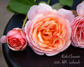 Ruth Clements ™ rose photo