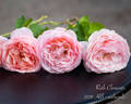 Ruth Clements ™ rose photo