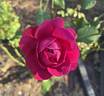 James L. Austin rose photo